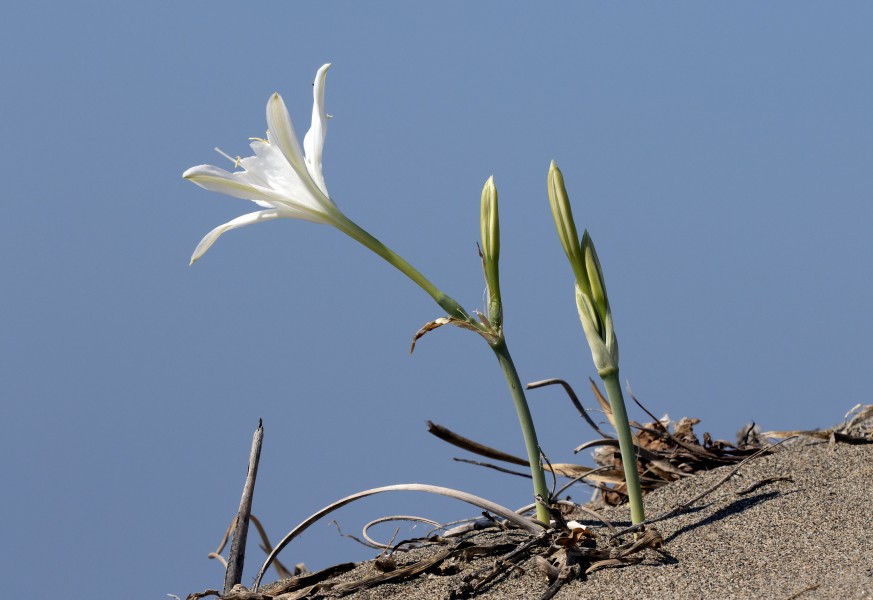 Pancratium maritimum - Sea daffodils 02-1