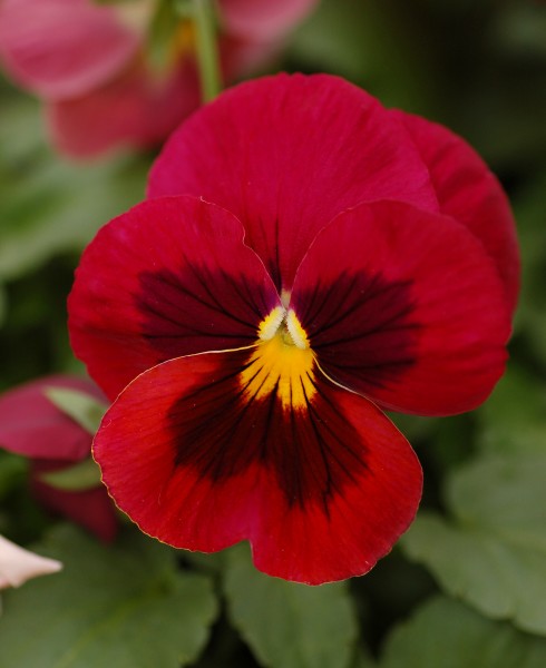 Pansy Viola x wittrockiana Red Cultivar Flower 2000px