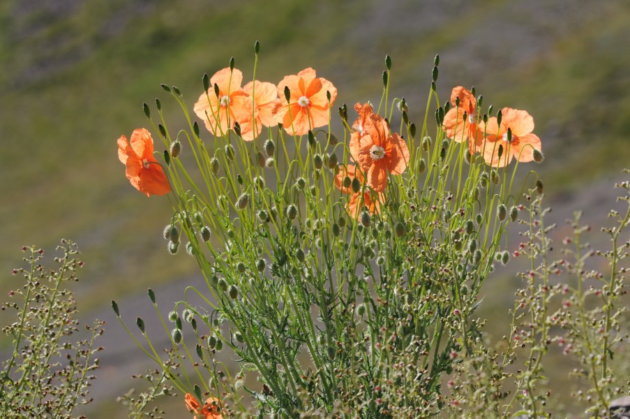 Papaver fugax 05