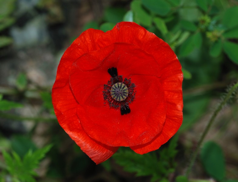 Papaver March 2010-3