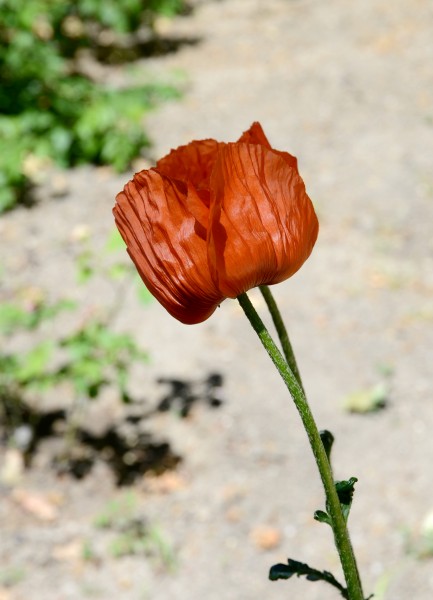 Papaver May 2014-2