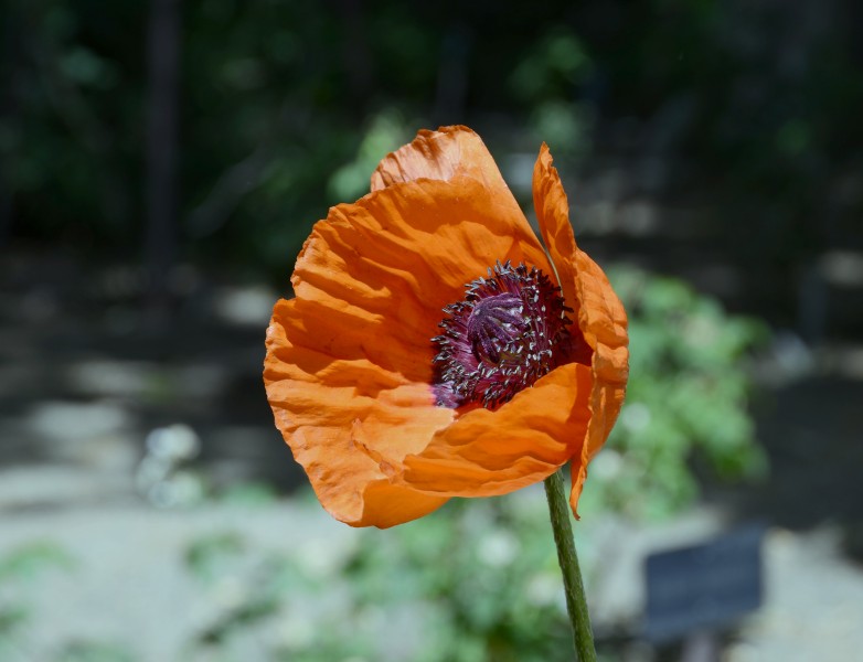Papaver May 2014-3