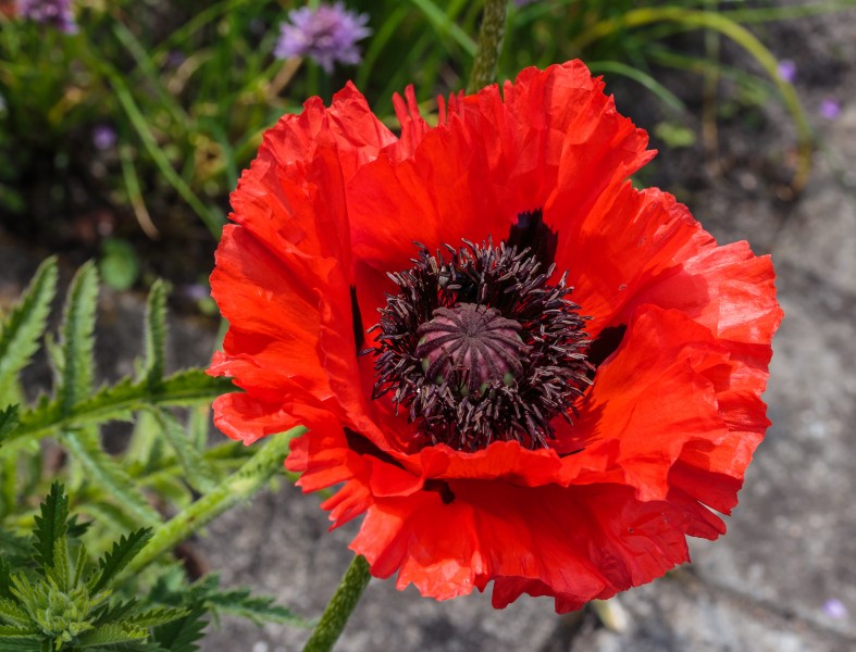 Papaver oriëntale. Locatie, Tuinen Mien Ruys 01