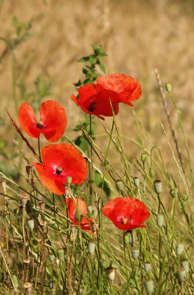 Papaver rhoeas LC0050