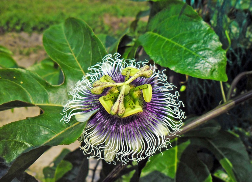 Passiflora edulis flower in Hong Kong Mar 9 2013