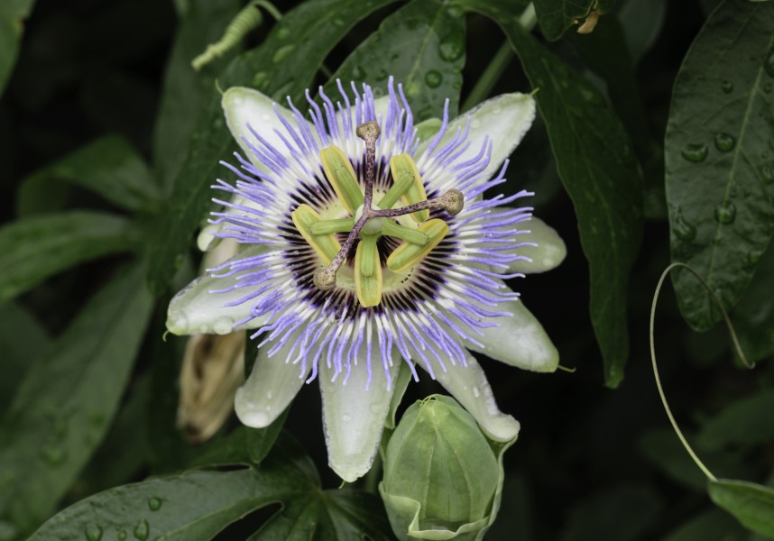 Passiflora foetida NBG 2 LR