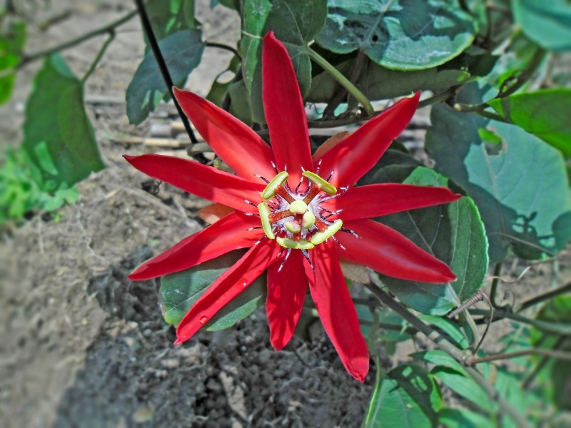 Passiflora miniata flower in Hong Kong, China Apr 20 2013