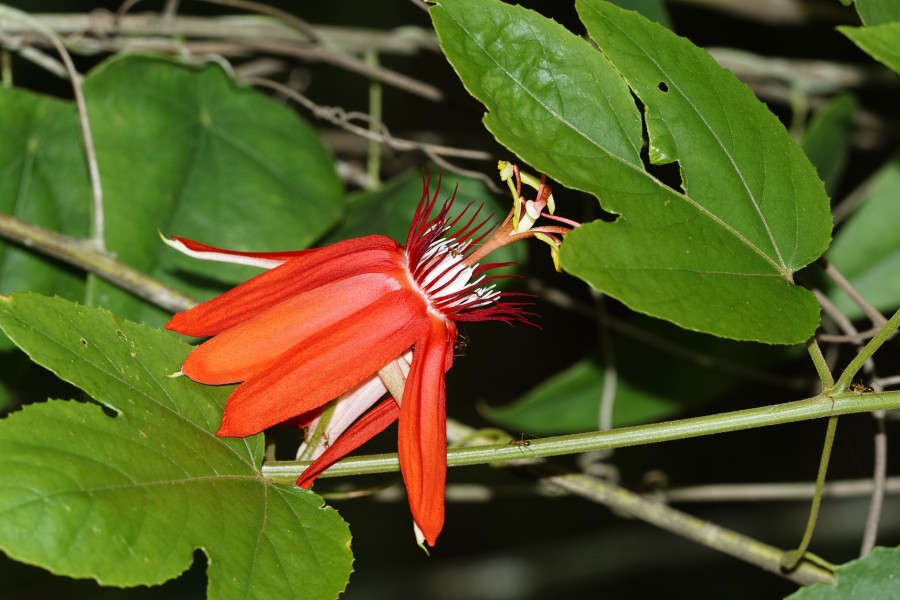 Passiflora vitifolia 5842