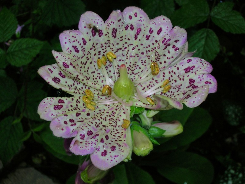 Peloric Foxglove flowers