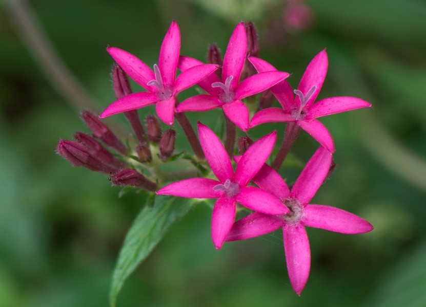 Pentas-lanceolata-from-kottayam-kerala