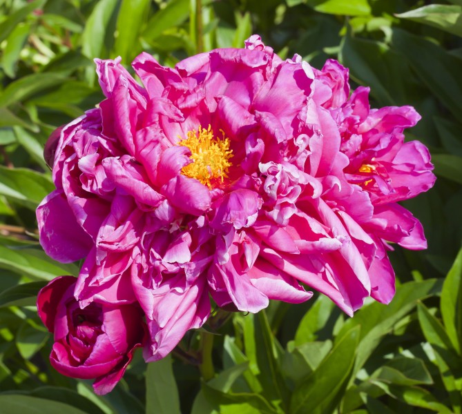 Peonía (Paeonia suffruticosa), Múnich, Alemania, 2012-06-07, DD 02