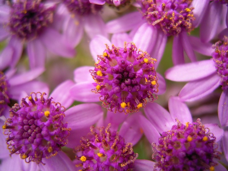 Pericallis papyracea (Puntallana) 01