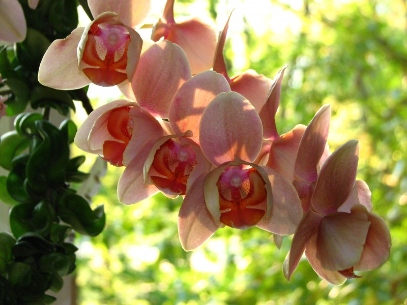 Phalaenopsis cv. (a) 02