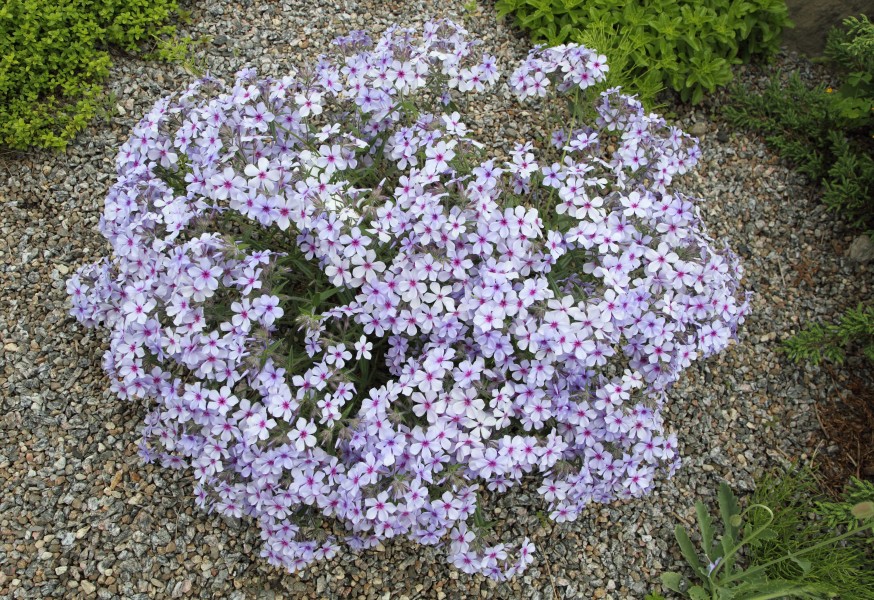 Phlox divaricata JB