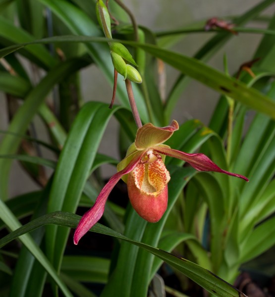 Phragmipedium lady's slipper orchid (60548)