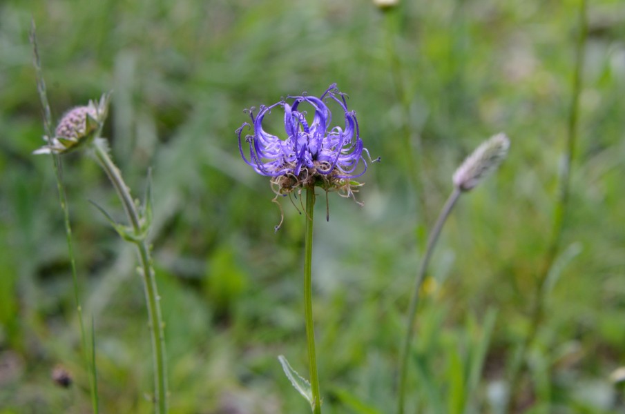 Phyteuma orbiculare 03