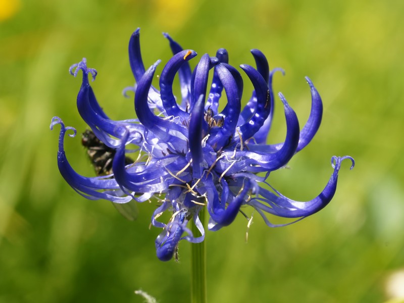 Phyteuma orbiculare (inflorescence)