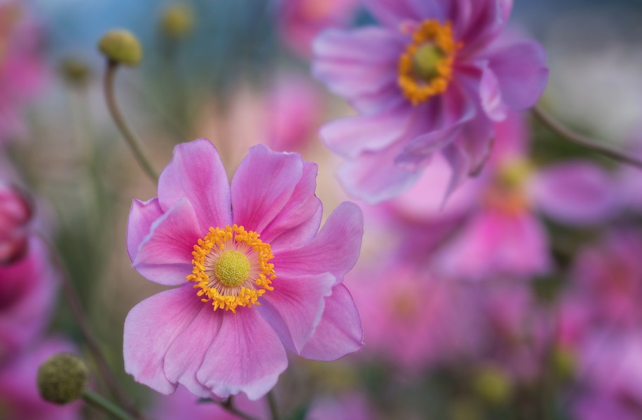 Pink anemone flower in the garden