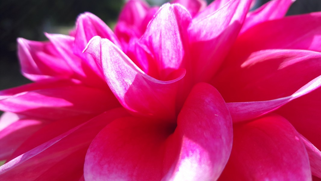 Pink flower at Panna National Park