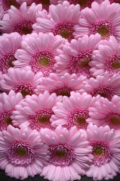 Pink Gerbera (2)