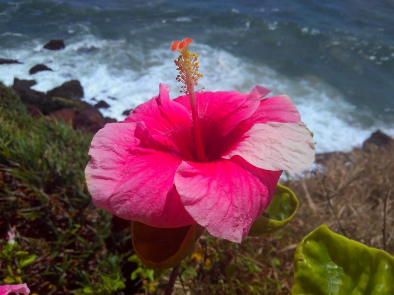 Pink Hibiscus at Varkala