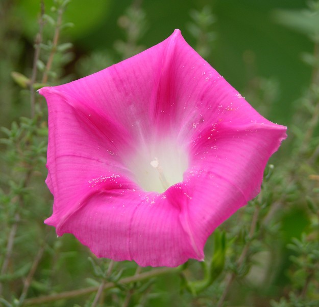 Pink Morning Glory 2500px