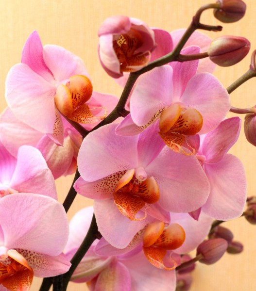 God's creation: pink orchids, photo 1