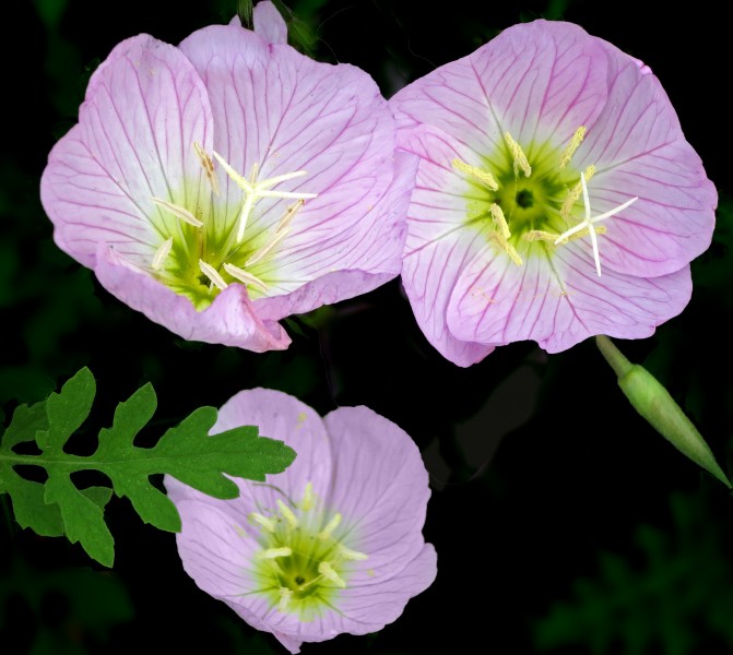Pink primrose or buttercups -- Oenothera speciosa