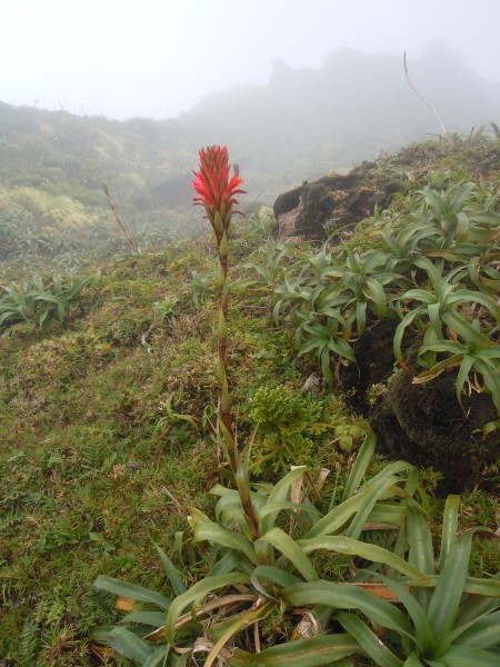 Pitcairnia bifrons - La Soufrière