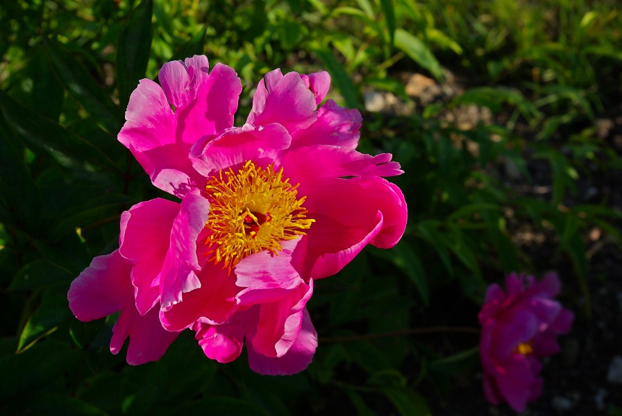 Pivoine Chine 2 FR 2009