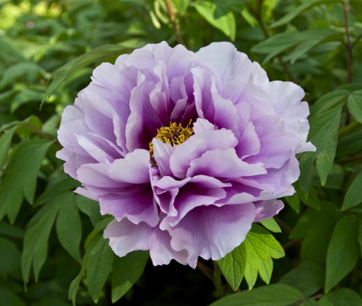 Pivoine Japanese peony Jdp