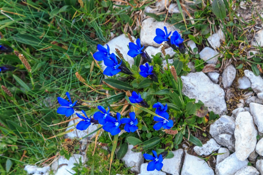 Plants from Vallon peaks Sella 07