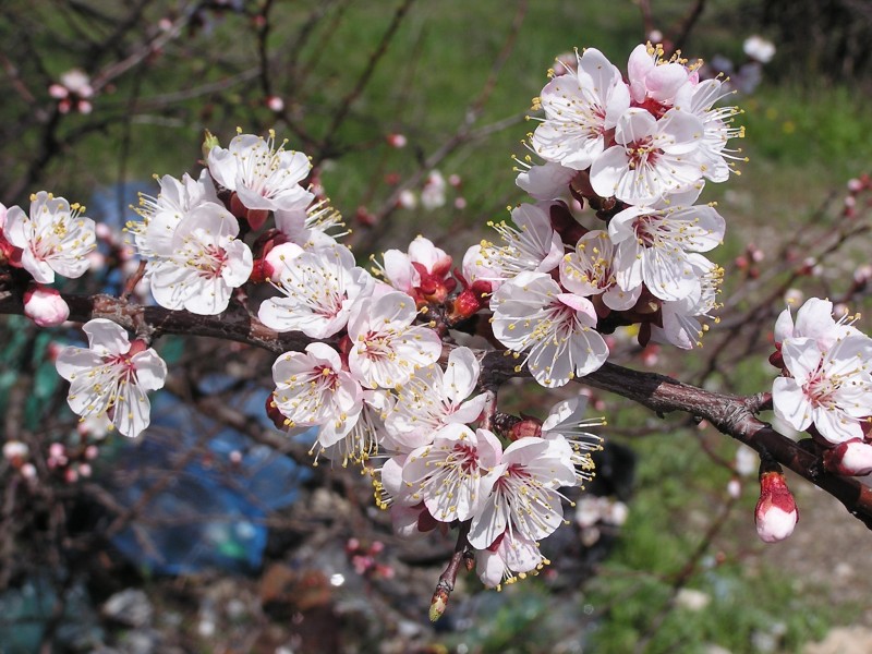 Plants in Donetsk 07
