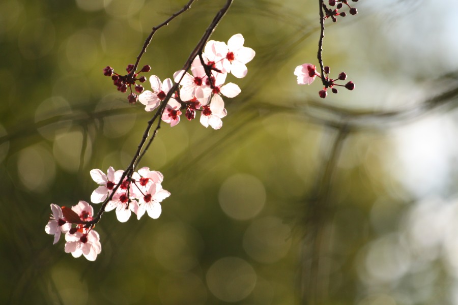 Plum blossoms starting to bloom