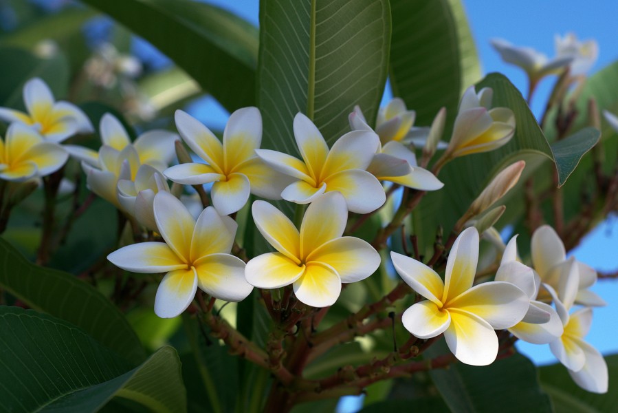 Plumeria