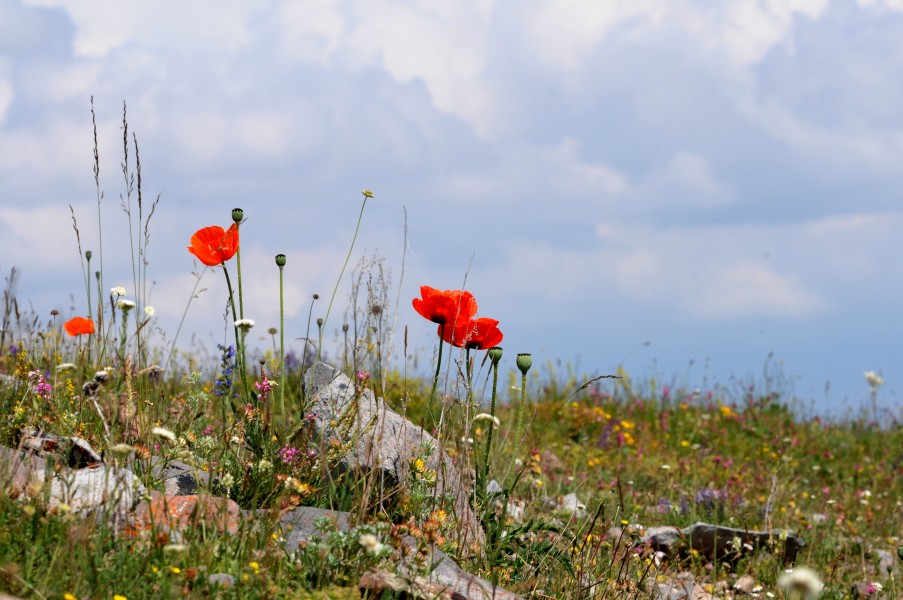 Poppies - Papaver orientale