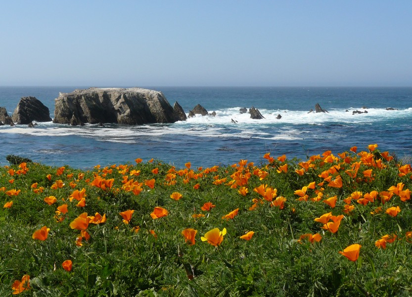 Poppies - Point Buchon (2398996909)