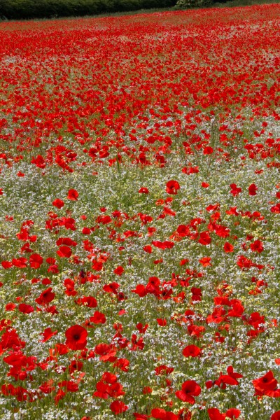 Poppies 1 (9253458561)