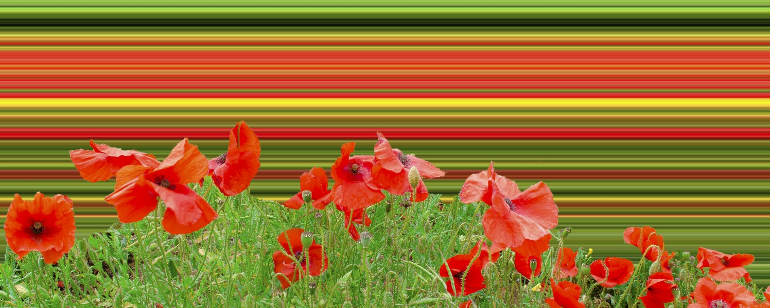 Poppy field overload