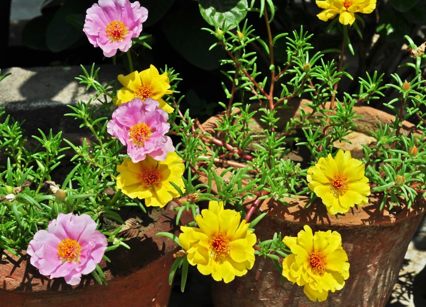 Portulaca grandiflora, Burdwan, 30032014 (1)