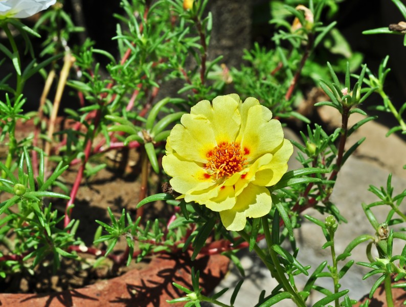 Portulaca grandiflora, Burdwan, 30032014 (2)
