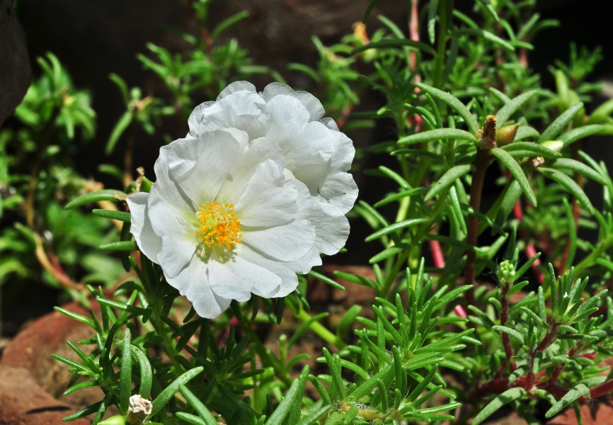 Portulaca grandiflora, Burdwan, 30032014 (3)