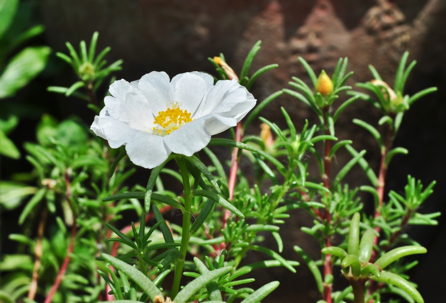Portulaca grandiflora, Burdwan, 30032014 (4)