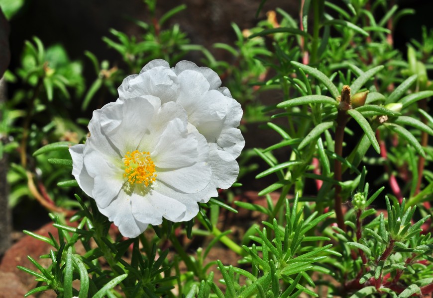 Portulaca grandiflora, Burdwan, 30032014 (6)