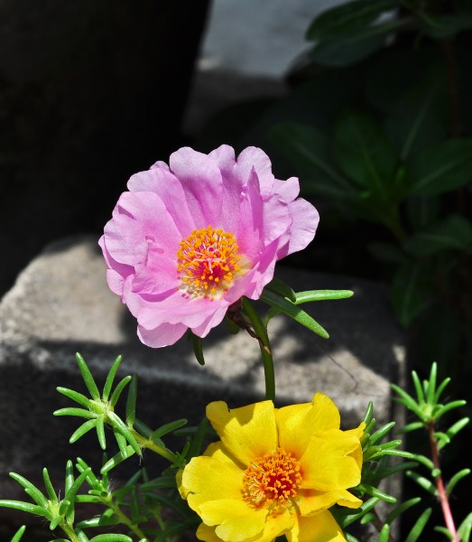 Portulaca grandiflora, Burdwan, 30032014 (7)