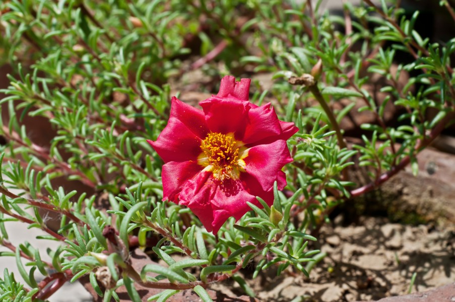 Portulaca grandiflora, Burdwan, 31032014 (1)