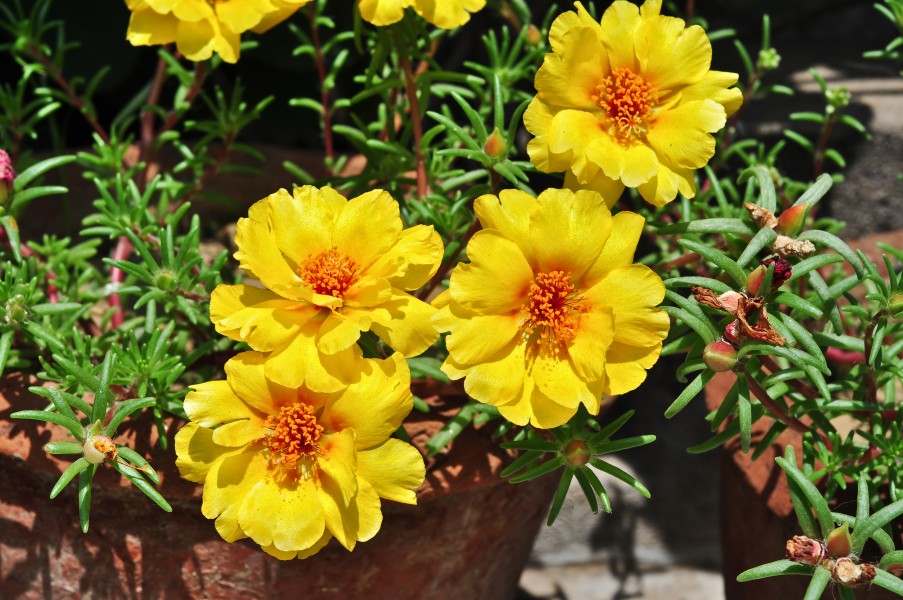Portulaca grandiflora, Burdwan, 31032014 (2)