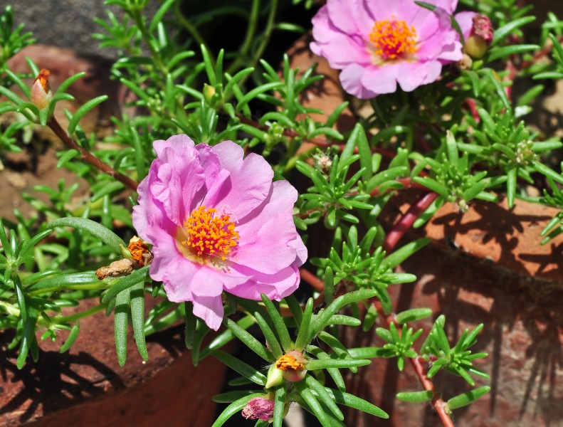 Portulaca grandiflora, Burdwan, 31032014 (3)