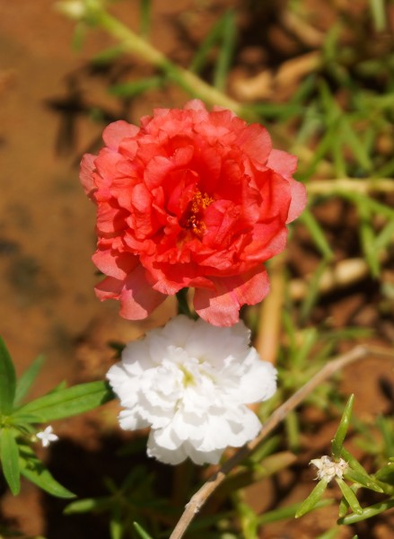 Portulaca grandiflora III