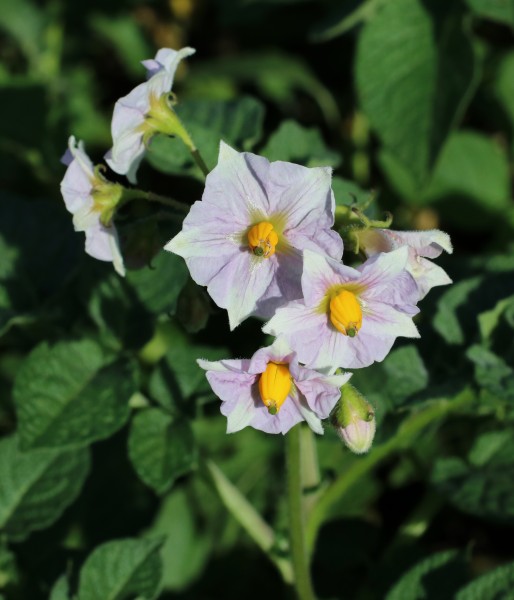 Potato flowers 2016 G2